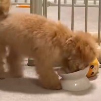 ごはんを食べ終わった子犬→『なくなったんですけど！』とブチギレて…理不尽な『猛抗議』が19万表示「可愛くて涙でたｗ」「ホリホリ早くて草」