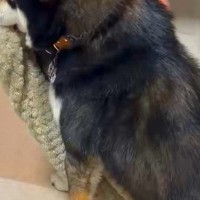 飼い主が帰宅すると大喜びする犬→なぜかいつも『何か』を咥えていて…可愛すぎる『習慣』に反響「可愛い連呼する気持ち、すごくわかるｗ」