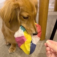 『紙風船』を絶対に渡したくない小型犬→おやつを交換条件に差し出してみたら…まさかの『ずる賢すぎる対策』に反響「思った以上に賢いｗ」