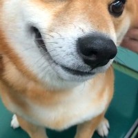 病院で耳の治療を受ける犬→痛いはずなのに我慢して…思わず応援してしまう『必死な表情』が419万再生「私なら泣いてる」「なんて我慢強い子」