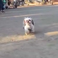 『キミもうちの子にならないか』公園で犬を撮影していたら…『まさかの乱入者』の登場が102万再生「フンフンって音好きｗ」「たまらん」 と絶賛