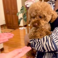 ママに抱っこされている犬→家族みんなで『おいで』と言うと…あまりにも尊い『拒否の仕方』が81万再生「愛めちゃくちゃ強い」「もう可愛すぎ」