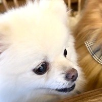 『好きなワンコ』と一緒の椅子に座った犬→分かりやすすぎる『態度の変化』に1万いいね「握手会に行った時のワイ」「人間だとヤバいｗ」と爆笑