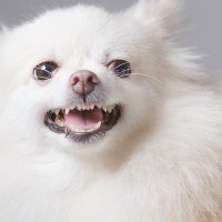 犬が飼い主を『嫌い』と思っているときに見せるサイン5選　愛犬に好かれるために意識すべきことまで