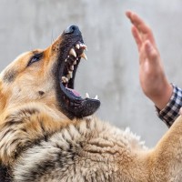 犬が『攻撃的になってしまう』理由6つ　飼い主や他人に噛みついてしまう場合のしつけ方法まで