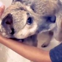 人間に一度も優しくされたことのない『心を閉ざした保護犬』を家族に…初めて『タオルで包まれた瞬間』が286万再生「表情が違う…」「涙出た」