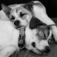 いくつもの困難を乗り越えてきた2匹の犬→血の繋がり以上の『家族の絆』に涙が止まらない「なんて良い家族」「幸せを祈ります」と65万再生