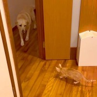 保護した子猫と仲良くなりたい大型犬→近くに行きたいけど…あまりにも『健気な光景』が尊いと31万再生「優しい子」「すぐに仲良くなれそう」