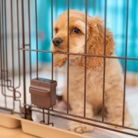 犬が病気になってしまう『絶対NG行為』５選　飼い主が今すぐ改善すべき習慣とは？
