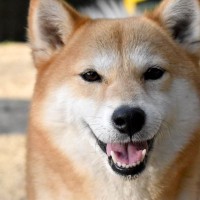 犬が『ありがとう』と言っているときにみせる行動５選　感謝のサインや正しい対応まで