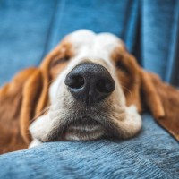 犬の『鼻が濡れている』ワケとは？常に湿っているけど大丈夫？注意すべき状態まで