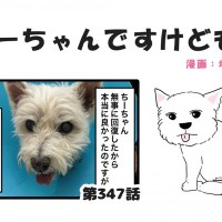 ちーちゃんですけどもっ【第347話】「ちーちゃんはちーちゃん」