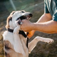 犬に噛まれたときの『絶対NG行為』3つ　思わぬトラブルを引き起こすことも…