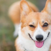 犬が『上機嫌になっている』ときにみせる仕草や行動5選　テンションがあがっているサインとは？