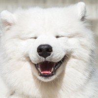 犬が大喜びする『撫で方』4選　愛犬を満足させる接し方や適切なタイミングまで解説