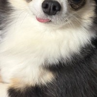 WEB会議中に詰められていた女性→犬が隣に来て…『心を救われた光景』が114万表示の反響「これだけで頑張れる」「舌出てるのも良い」と反響