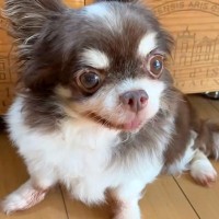 孤独死した老人のそばで発見された『元繁殖犬』→助けを待ち続けて…壮絶な犬生を乗り越えた『現在の光景』が話題「辛かったね」「涙が止まらん」