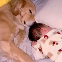 寝起きの赤ちゃんが『大型犬をママと勘違いしてしまった』結果→まるで『育児の達人』のような光景が24万再生「天才すぎ」「子育て2週目」