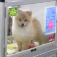 セール価格で売れ残っていた子犬→13年間、大切に育てた結果…泣けるほど素敵な『現在の光景』に感動「ずっと幸せでありますように」「涙出た」