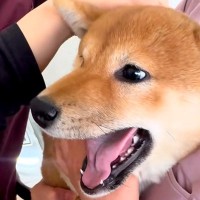 動物病院の注射が大嫌いな犬→一生懸命に頑張って…思わず応援したくなる光景が31万再生「私まで泣きそう」「この世の終わりｗ」エールの声も
