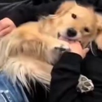 パパが帰ると『熱烈歓迎』する大型犬→ママが帰ると…不憫すぎる『あからさまな対応の違い』が12万再生「なんでやねんｗｗ」「悲しくなるｗ」