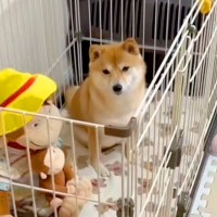 『トイレの業者』が来るので予行練習をした犬→約束の時間になると…『まさかの反応と展開』が15万再生「イメトレとはｗｗ」「最高すぎ」