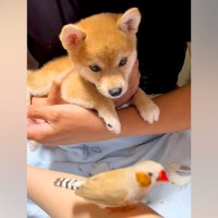 初めて『鳥』に出会った子犬→飛び立った瞬間に…まるで『小さな子どものような反応』が尊すぎると15万再生「キョロキョロ可愛い」「純粋」