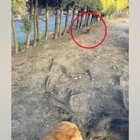 大型犬と散歩中に『猫』を発見→そーっと近づいてみたら、勘違いで…『まさかすぎる正体』に2万いいね「お腹痛いｗｗｗ」「なんか元気出た」