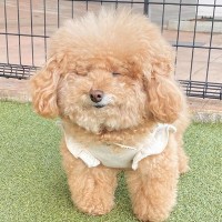 『本当に同じ犬…？』モッコモコの毛を持つ犬→家に迎えたころを見ると…完全に別犬な『衝撃の変貌』に反響「全然違う」「どっちも可愛すぎる」