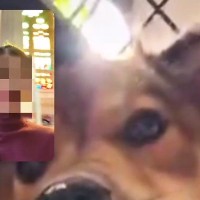10日間の旅行中、留守番している犬とテレビ電話をした結果→『寂しがっているかな』と思いきや…まさかの反応に爆笑「楽しかったのかなｗ」