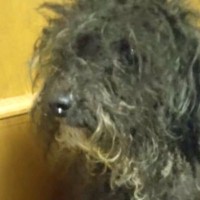 役目を終えたので『処分にする』と言われたボロボロの繁殖犬→保護後、愛情を注ぎ続けて…涙が止まらない光景が25万再生「素敵」「目輝いてる」