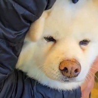 2頭の秋田犬を『動物病院に連れて行った』結果→待合室でみせた『正反対すぎる光景』が118万表示「震えすぎてて可愛いｗ」「見事なガクブル」