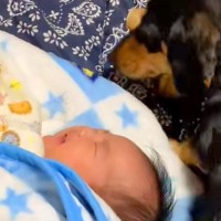 生まれたばかりの赤ちゃんと出会った犬→母性が爆発して…愛に溢れた『まさかの光景』が220万再生「なんて尊いの」「可愛いにもほどがある」