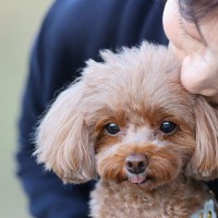 犬にとって『やりすぎなお世話』4つ　意外とやりがちな過剰なケアとは？