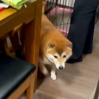 実家に帰省したら、犬が『いらっしゃい』とお出迎えしてくれて…LOVEが止まらない『熱烈歓迎』が56万再生「犬って最高」「泣いちゃう…」