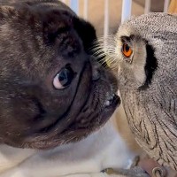 友人が飼っている『フクロウ』と会った犬→仲良くなろうと努力して…種族を超えた『触れ合い』が54万再生「見ていてほのぼの」「尊い…」