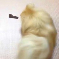 ジャーキーをもらった犬→『喜んで食べる』と思いきや…予想を上回る『まさかの行動』に5万いいね「どういう心境ｗｗ」「もう逃げられなくて草」