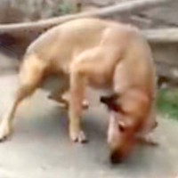 海外を旅する男性→『見覚えのある野良犬』が歩いてきて…まさかの『2年ぶりの再会の瞬間』が泣けると140万再生「涙出てきた…」「愛は偉大」