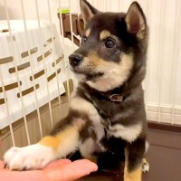 子犬に『おかわり』と指示してみた結果→言葉の意味が理解できず…まさかの『暴走する光景』が47万再生「真剣で草」「もうぅぅ！って感じｗ」