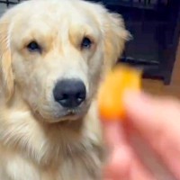 『みかんが嫌いな大型犬』にみかんを投げてみた結果→口の中に入れて…まさかの『吐き出し方』が29万再生「顔がｗｗ」「ずっと見てるの草」