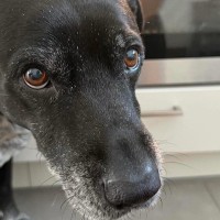 キッチンでオーブンを見ようと座り込むと、なぜか『犬』が心配してくれて…『まさかの理由』が優しすぎると23万表示「なんていい子」「涙が…」