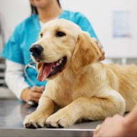 知っておきたい！愛犬を悩ませる背中の「できもの」の正体｜ゴールデン・レトリーバーに発生した「類皮腫洞」の症例報告から獣医が解説