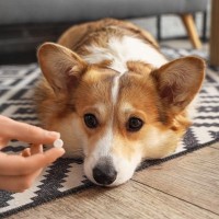 抗生物質なしでも大丈夫？愛犬の下痢治療で「80%の飼い主」が満足した理由とは？【最新研究を獣医が解説】