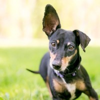 繰り返す「中耳炎」に悩む犬の飼い主さんへ…手術後も再発した症例に効いた『免疫療法』という選択肢【獣医が解説】