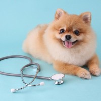 「標準治療」で本当に大丈夫？獣医が考える愛犬にとっての『最善治療』とは？