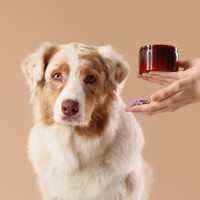 「うちの子に保湿って本当に必要？」獣医師が教える、意外と知らない犬のスキンケア入門