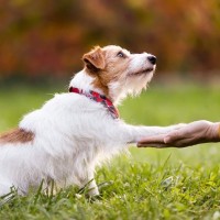 ネズミのおしっこで感染？「レプトスピラ症」から犬を守る方法【獣医が解説】