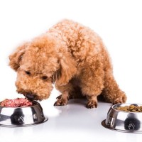 「生食」は本当に犬に必要？科学的に見た「メリット・デメリット」を獣医が徹底比較