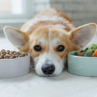 【獣医が解説】犬の食事を変える前に知っておきたい！「腸内環境」と「下痢」の話