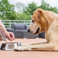 【獣医が解説】実はつながってる！犬の胃腸の不調が「肌トラブル」として現れる理由